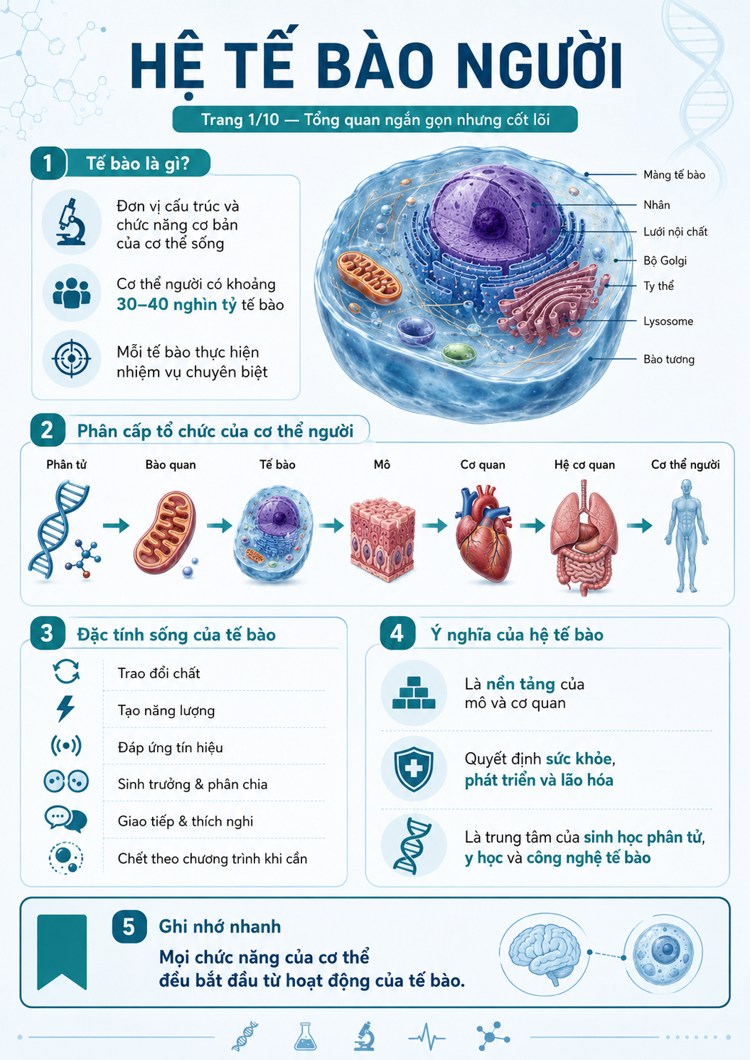 Infographic tổng quan hệ tế bào người