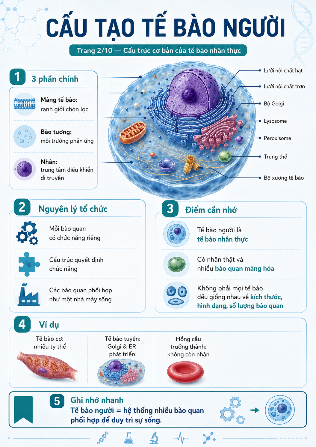 Infographic cấu tạo tế bào người