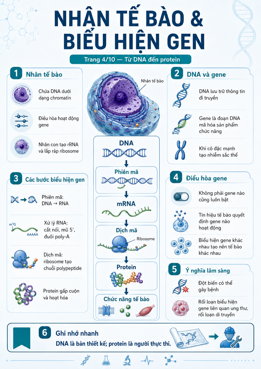 Infographic nhân tế bào và biểu hiện gen