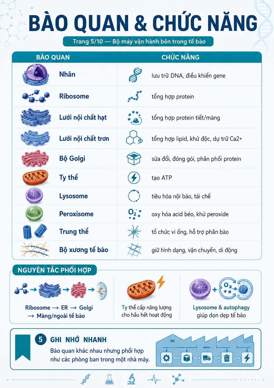 Infographic bào quan và chức năng