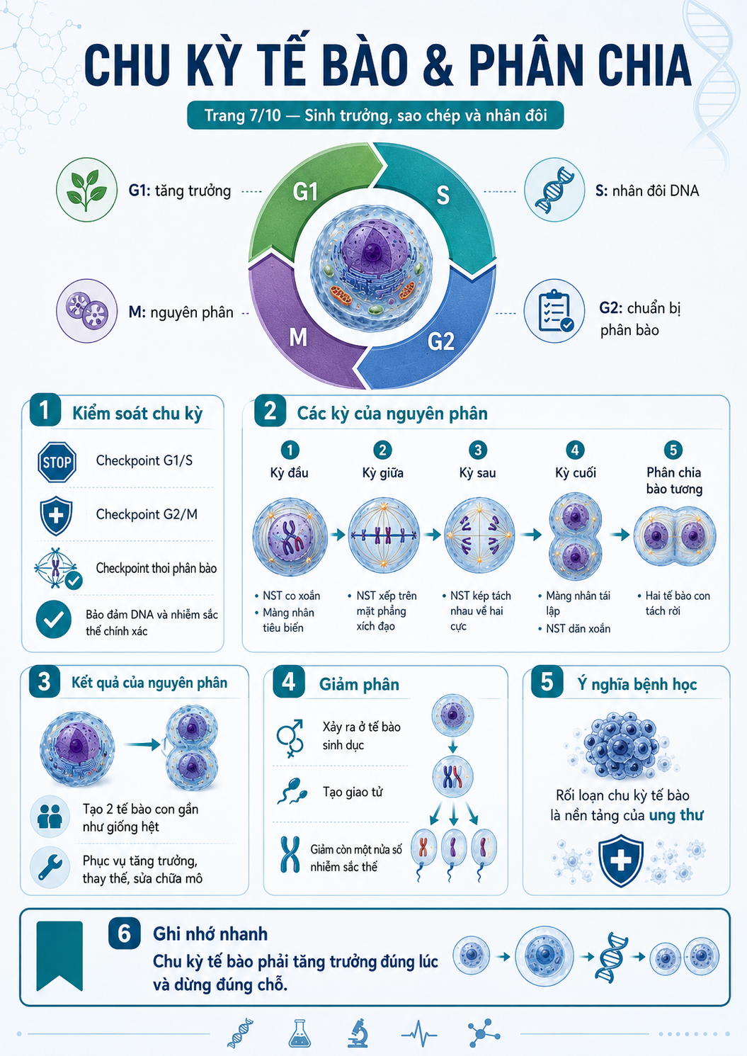 Infographic chu kỳ tế bào và phân chia
