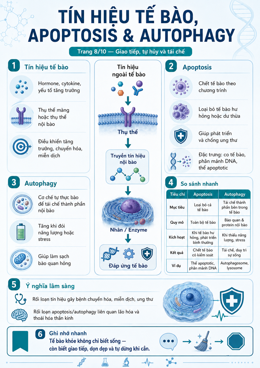 Infographic tín hiệu tế bào, apoptosis và autophagy