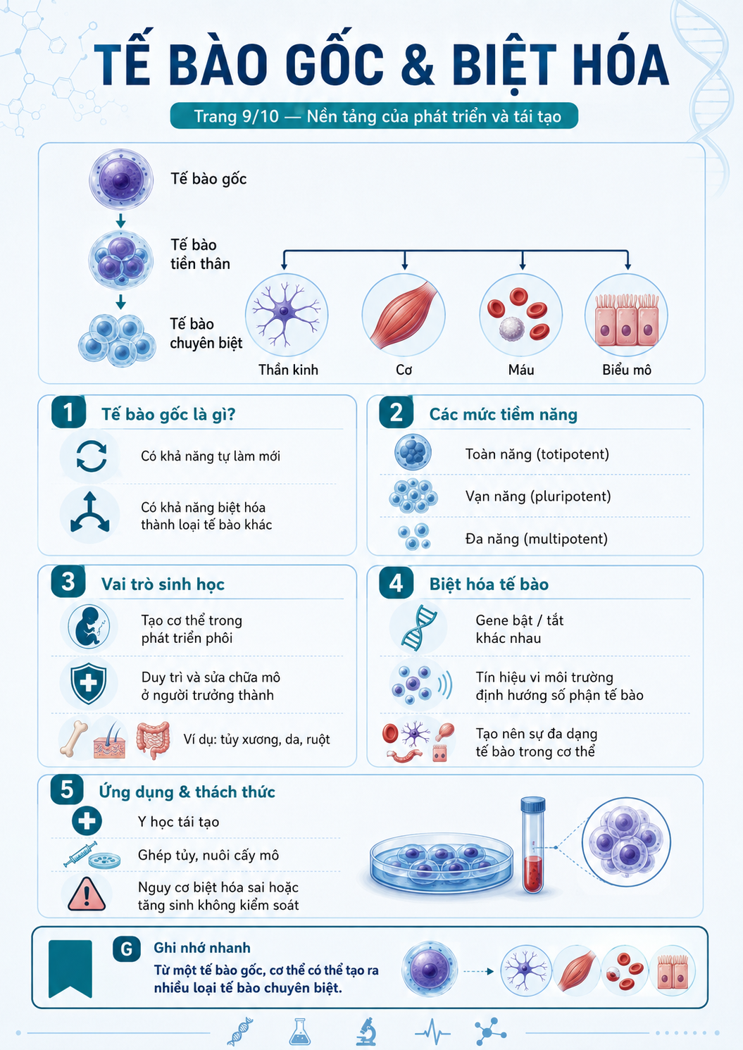 Infographic tế bào gốc và biệt hóa