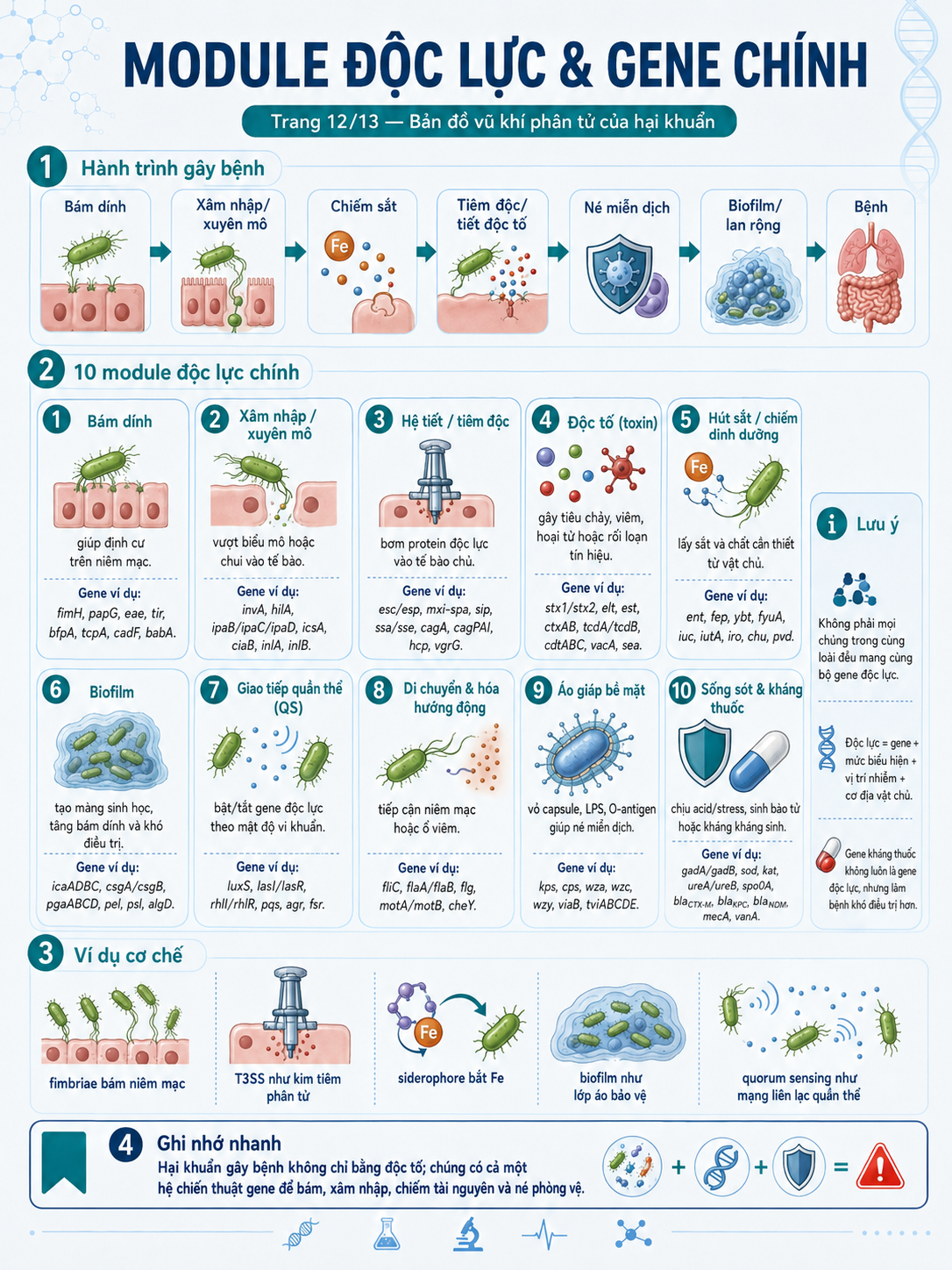 Infographic 10 module độc lực và gene chính — bám dính, xâm nhập, hệ tiết, độc tố, hút sắt, biofilm, quorum sensing, di chuyển, áo giáp, sống sót và kháng thuốc