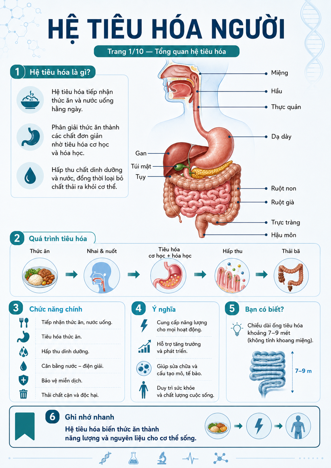 Infographic tổng quan hệ tiêu hóa người — cấu trúc ống tiêu hóa từ miệng đến hậu môn, quá trình tiêu hóa cơ học và hóa học, chức năng chính và ý nghĩa