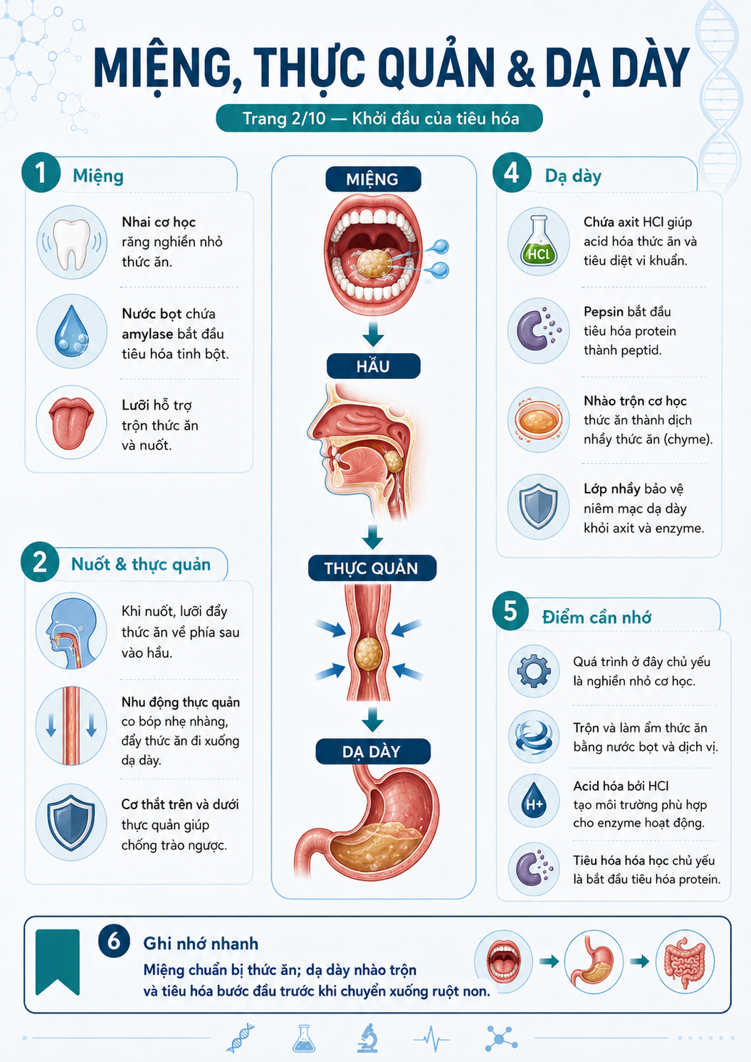Infographic miệng, thực quản và dạ dày — nhai cơ học, enzyme amylase, nhu động thực quản, HCl và pepsin dạ dày