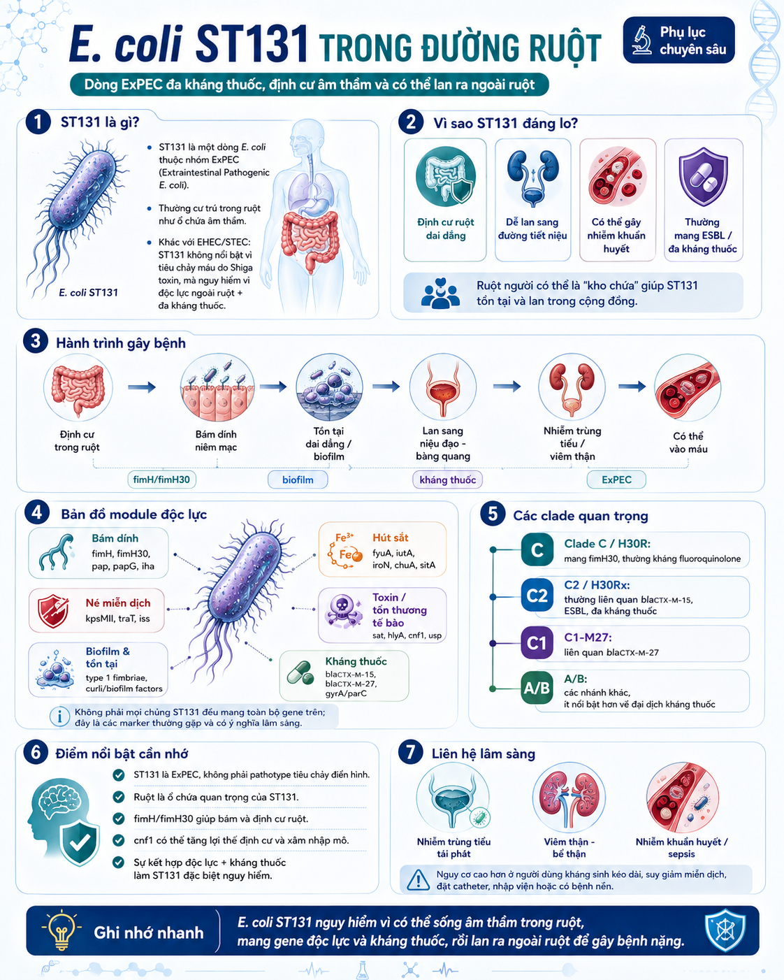 Infographic E. coli ST131 trong đường ruột — dòng ExPEC đa kháng thuốc, hành trình gây bệnh, module độc lực fimH/fimH30, ESBL, các clade quan trọng