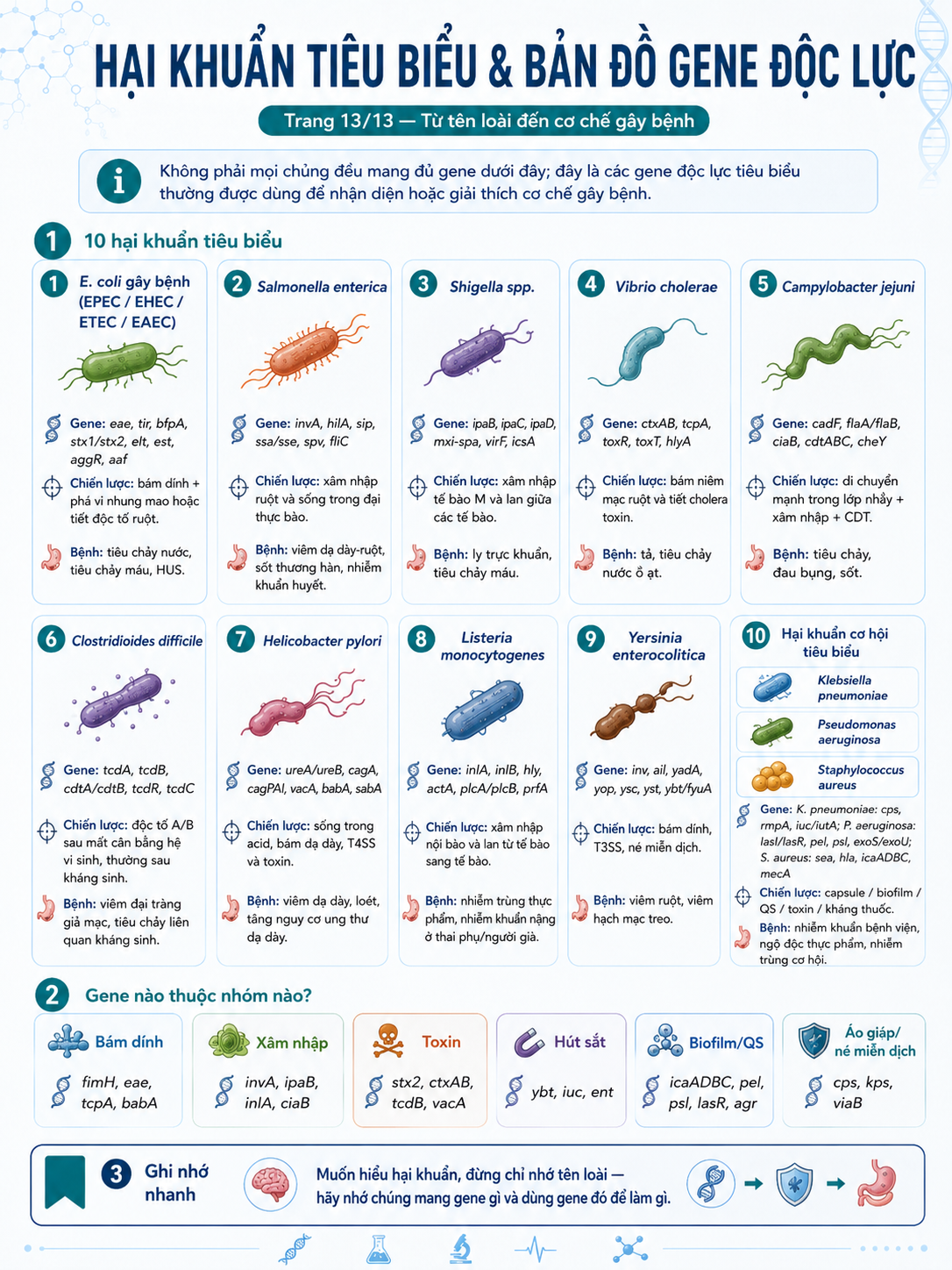 Infographic 10 hại khuẩn tiêu biểu và bản đồ gene độc lực — E.coli, Salmonella, Shigella, Vibrio, Campylobacter, C.difficile, H.pylori, Listeria, Yersinia và hại khuẩn cơ hội