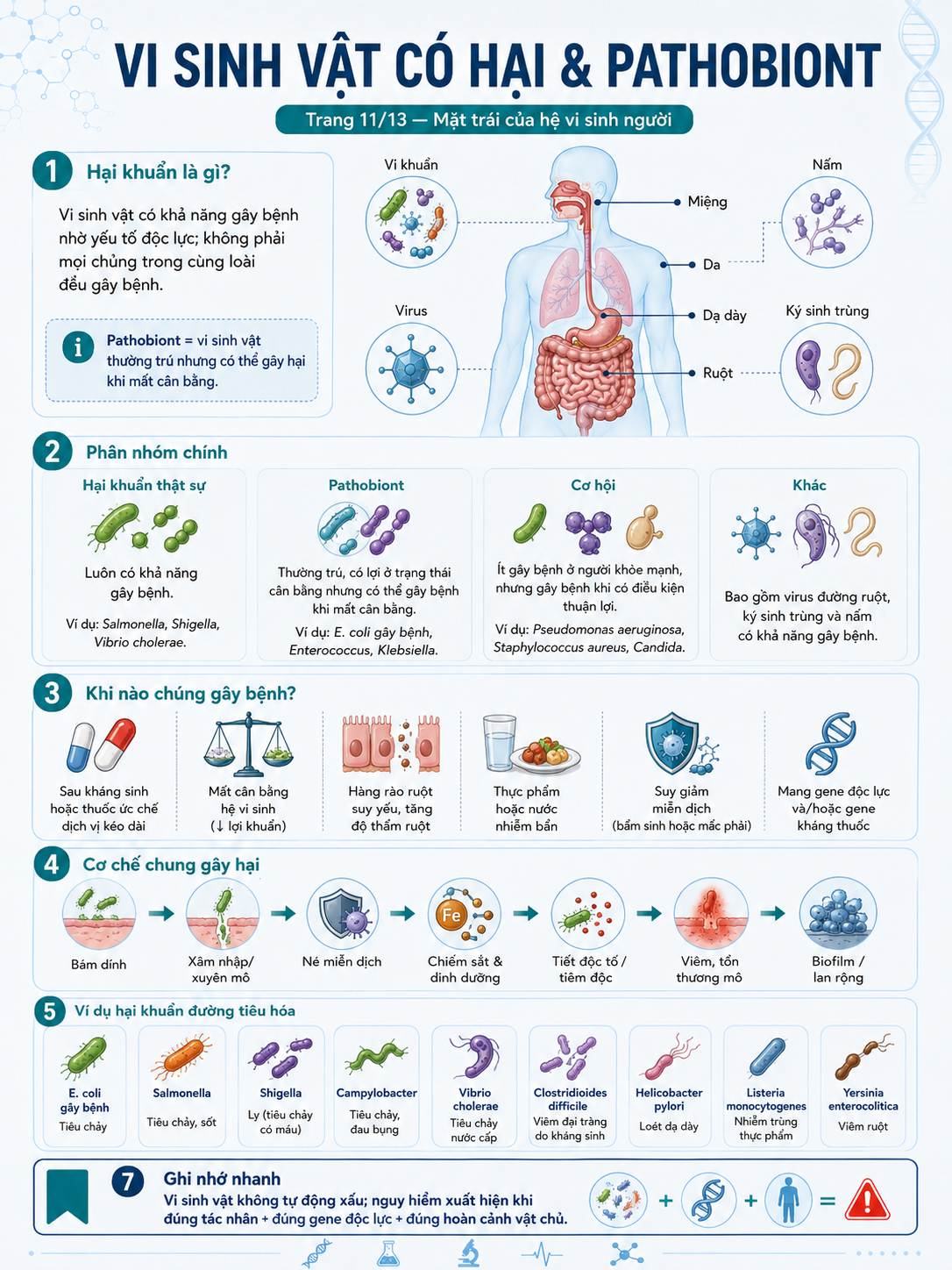 Infographic vi sinh vật có hại và pathobiont — phân loại hại khuẩn thật sự, pathobiont, cơ hội; cơ chế gây hại; ví dụ hại khuẩn đường tiêu hóa