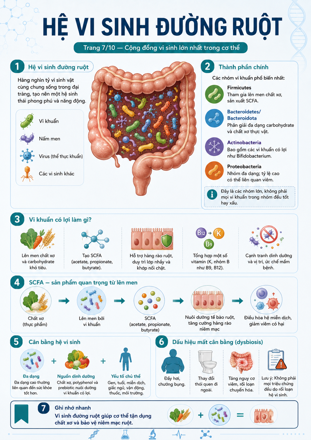 Infographic hệ vi sinh đường ruột — các nhóm vi khuẩn chính Firmicutes/Bacteroidetes, chức năng vi khuẩn có lợi, SCFA, cân bằng hệ vi sinh