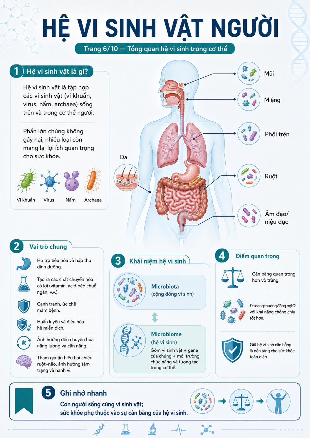 Infographic hệ vi sinh vật người — tổng quan microbiota và microbiome, phân bố vi sinh vật trên cơ thể, vai trò chung và khái niệm