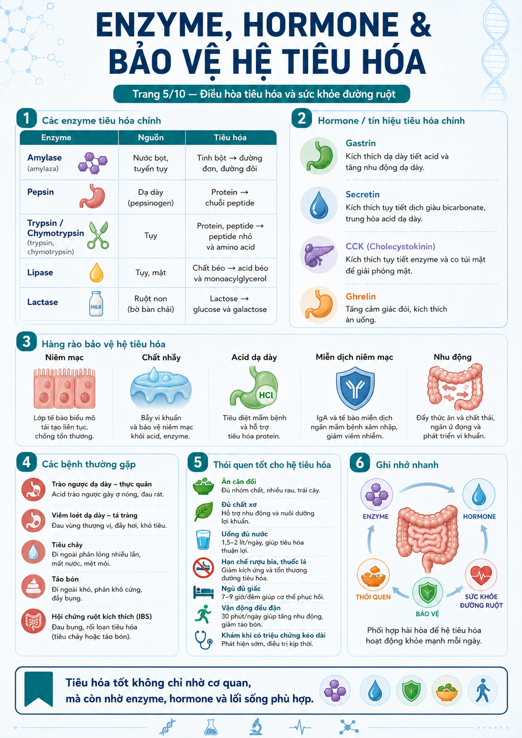 Infographic enzyme, hormone và bảo vệ hệ tiêu hóa — các enzyme tiêu hóa chính, hormone gastrin/secretin/CCK/ghrelin, hàng rào bảo vệ niêm mạc