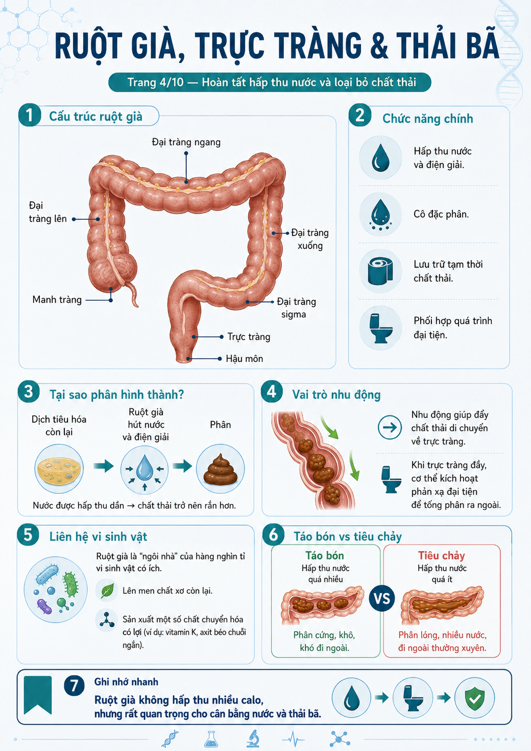 Infographic ruột già, trực tràng và thải bã — cấu trúc đại tràng, hấp thu nước và điện giải, nhu động, hệ vi sinh vật, táo bón vs tiêu chảy