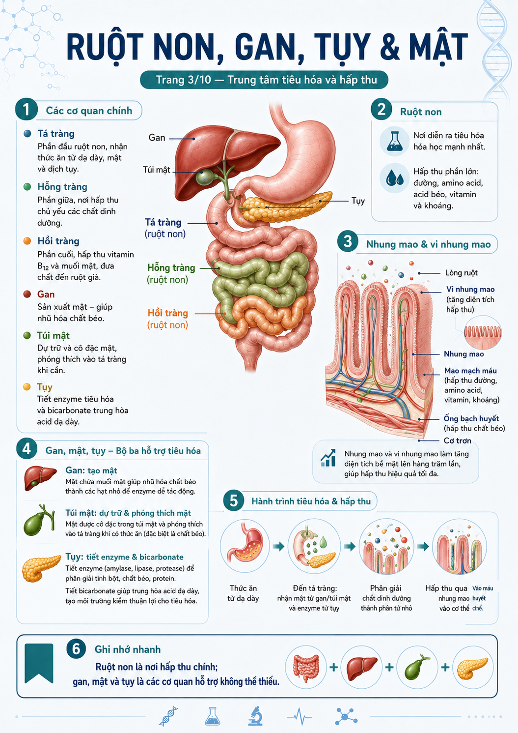 Infographic ruột non, gan, tụy và mật — 3 đoạn ruột non, nhung mao và vi nhung mao, gan tạo mật, tụy tiết enzyme và bicarbonate