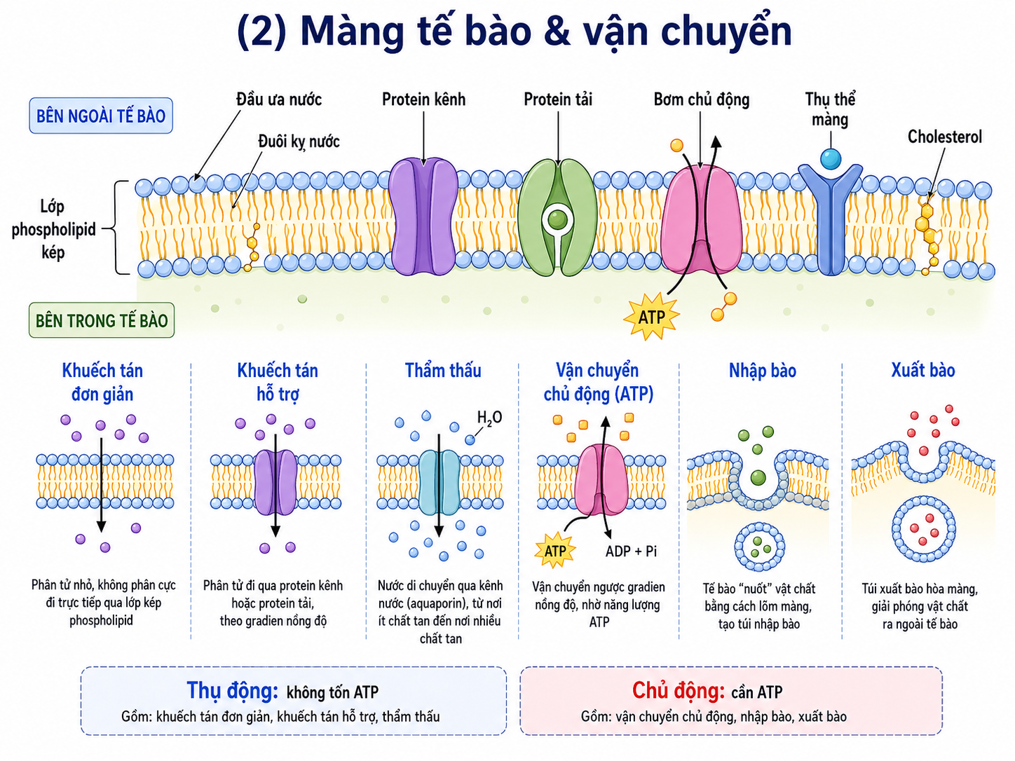 Sơ đồ hô hấp tế bào và sản xuất ATP