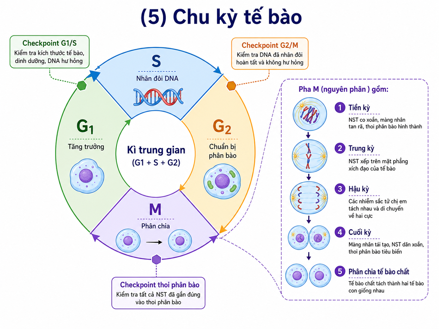 Sơ đồ cấu tạo tế bào người chi tiết