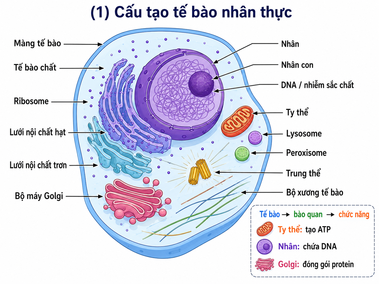 Sơ đồ Central Dogma — DNA RNA Protein