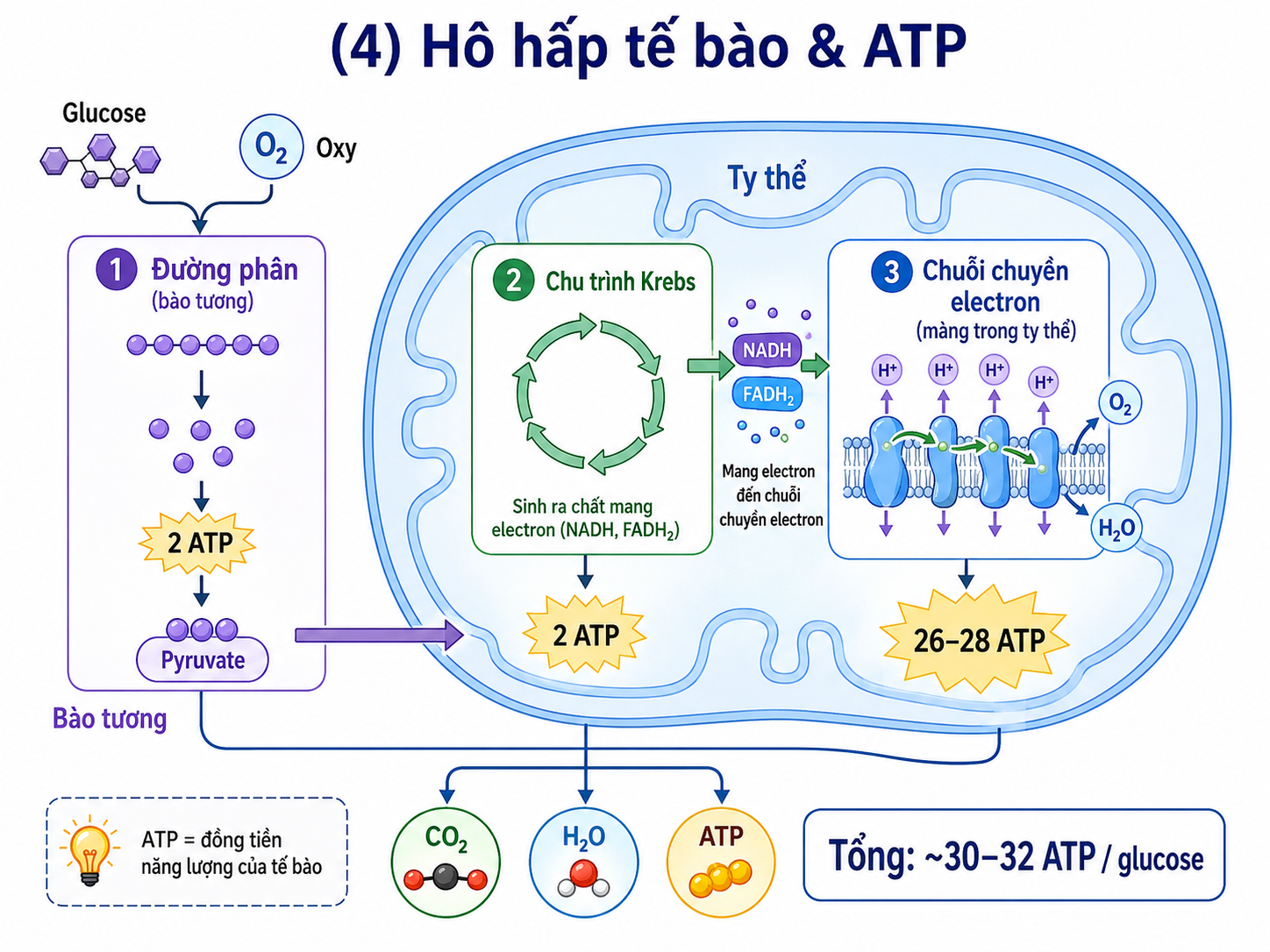 Sơ đồ nhuộm Gram — Gram dương vs Gram âm