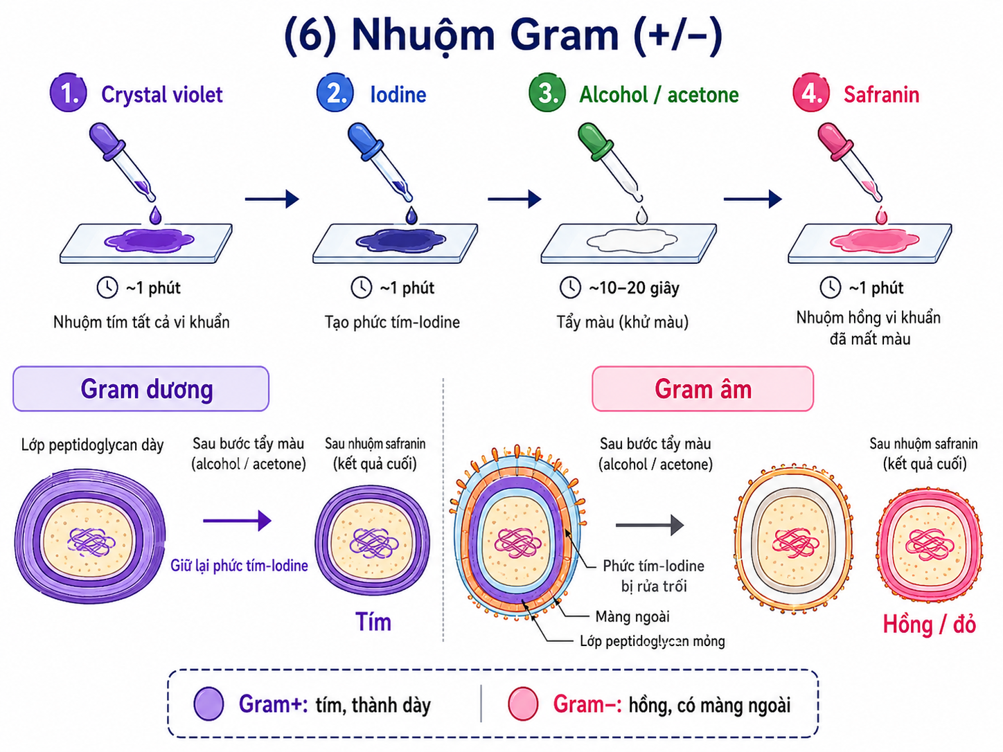 Sơ đồ vận chuyển qua màng tế bào